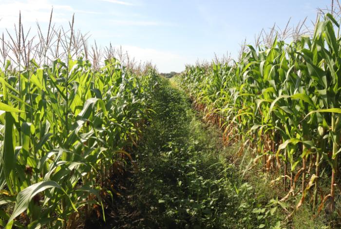 Se seca el campo chiapaneco: productores de maíz en Chiapas declaran más de 100 toneladas perdidas tras canícula