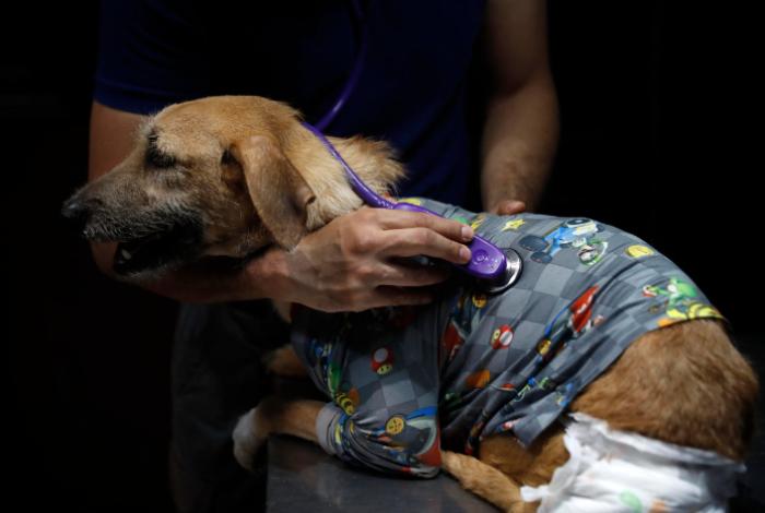 ¿Se sobrevacuna a las mascotas? Expertos advierten sobre los riesgos