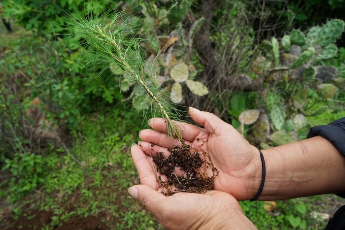 Se suma MC a reforestación y ofrece plantar 20 mil árboles