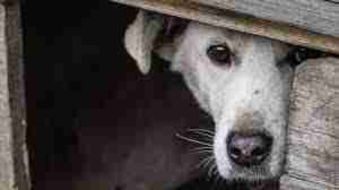 Se vienen fiestas de fin de año: protege a tu perro de los fuegos artificiales