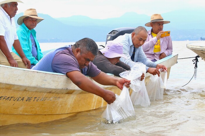 Segunda liberación de peces en el Lago de Pátzcuaro: 15 mil crías repueblan el ecosistema