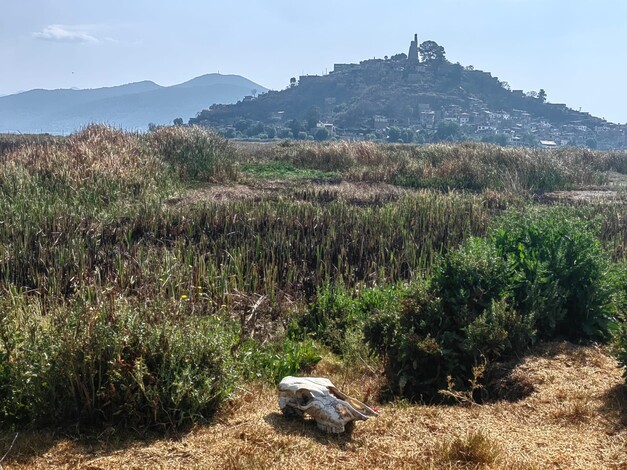 Sembrarán dos millones de árboles en la cuenca del Lago de Pátzcuaro