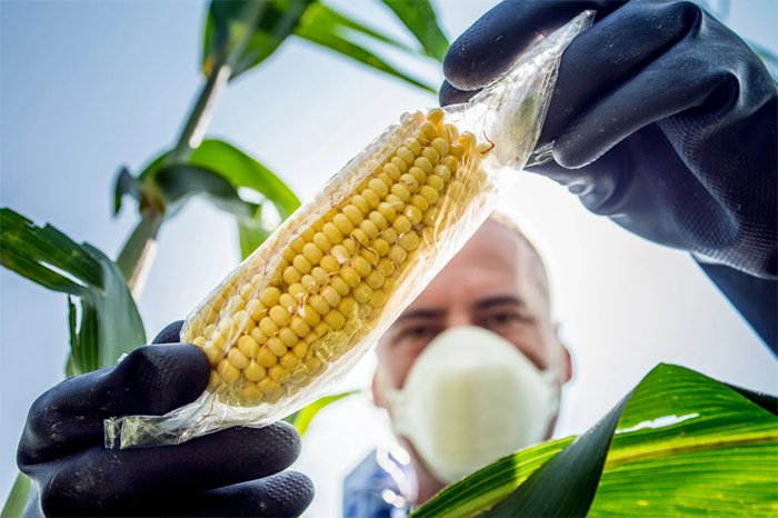 Senado respaldará a Sheinbaum para prohibir el cultivo de maíz transgénico en México