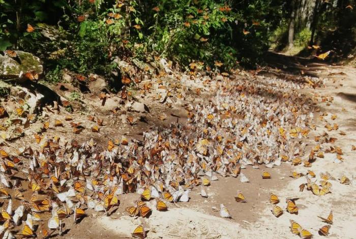 Senguio invita a visitar santuario de las Mariposas Monarca esta temporada: Sectur