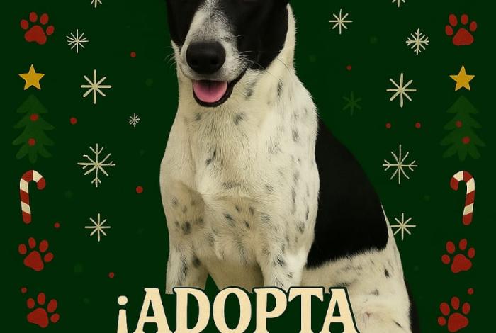 🐾Séptima feria de adopción de la Casita de Frijol: una docena de michis buscan a su Karen o karencio🐾