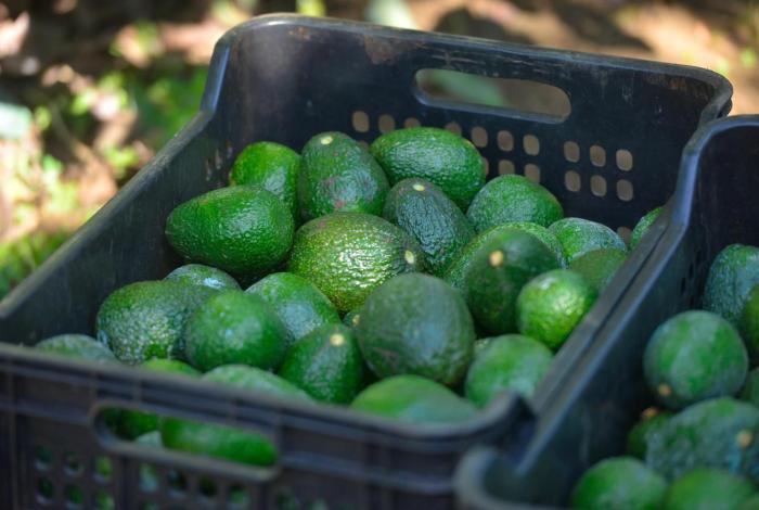 Sequía del 2026 mermaría 35% la producción de aguacate