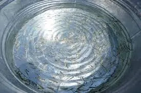 Será protegido con Indicación Geográfica el pescado blanco de Pátzcuaro