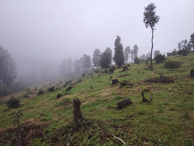 Si quieren exportar, aguacateros deben reponer 900 mil has de bosque: Bedolla