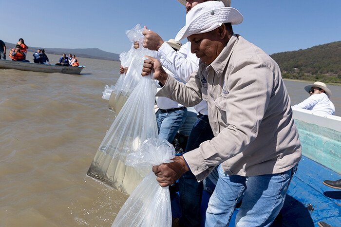 Siembra la Compesca 20 mil crías de acúmara en el Lago de Pátzcuaro