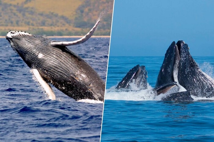 Sin manos, las ballenas jorobadas pueden fabricar y usar sus propias herramientas