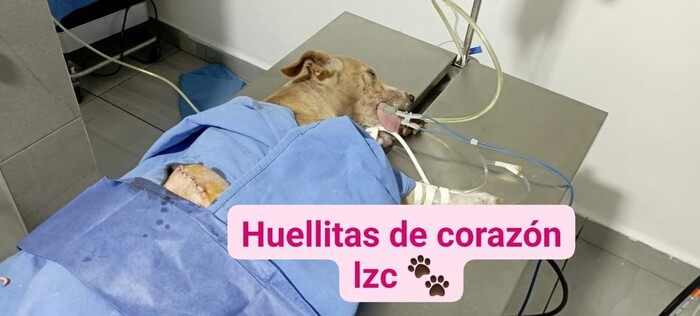 Sobrevive Esperanza, perrita embarazada atacada con barra de metal en LC