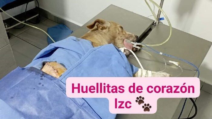 Sobrevive la perrita «Esperanza» y sus cuatro cacharritos luego de brutal maltrato animal