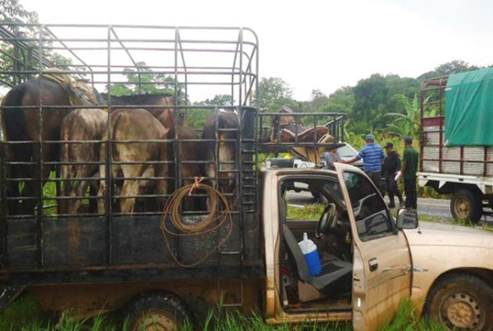 Sólo 20% de casos de abigeato son denunciados ante las autoridades