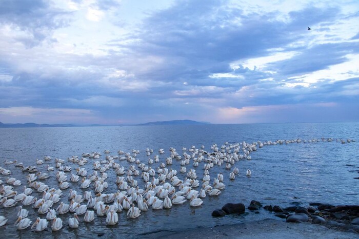 ¡Sorpréndete! Petatán se pinta de blanco con la llegada de 23 mil pelícanos