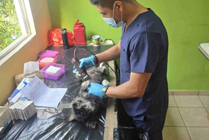 SSM invita a jornada de esterilización animal gratuita en Tarímbaro