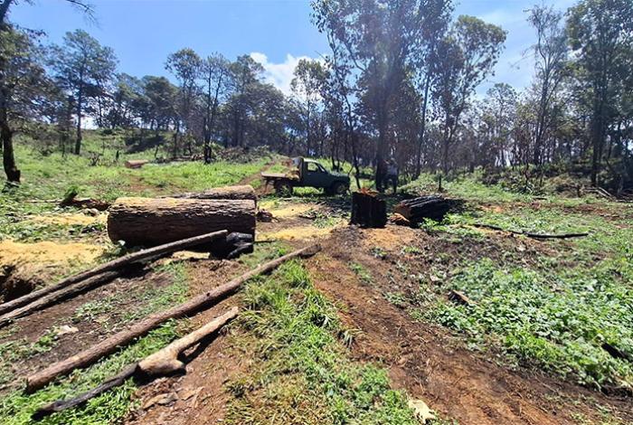 SSP asegura predio con más de 34 mil m³ de árboles talados de manera ilícita en Uruapan