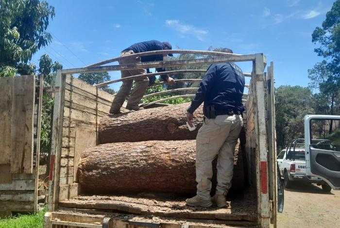 SSP asegura predio con más de 34 mil m³ dañados por tala ilegal en Uruapan