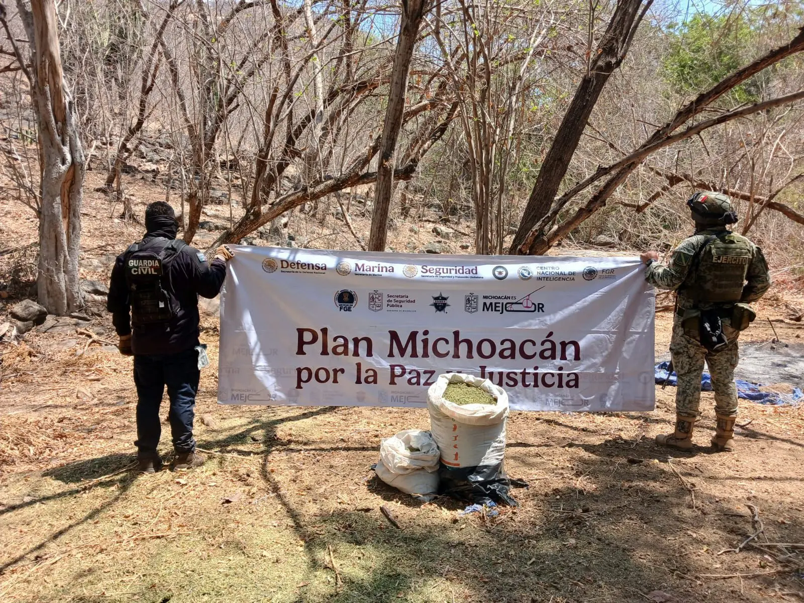 SSP y Defensa incineran 12 mil 600 plantas de mariguana