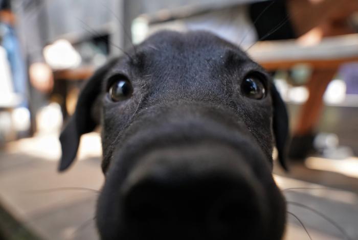 Suma Juskas 3 mil animalitos registrados