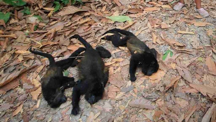 Suman 220 monos muertos en el sureste de México por el calor