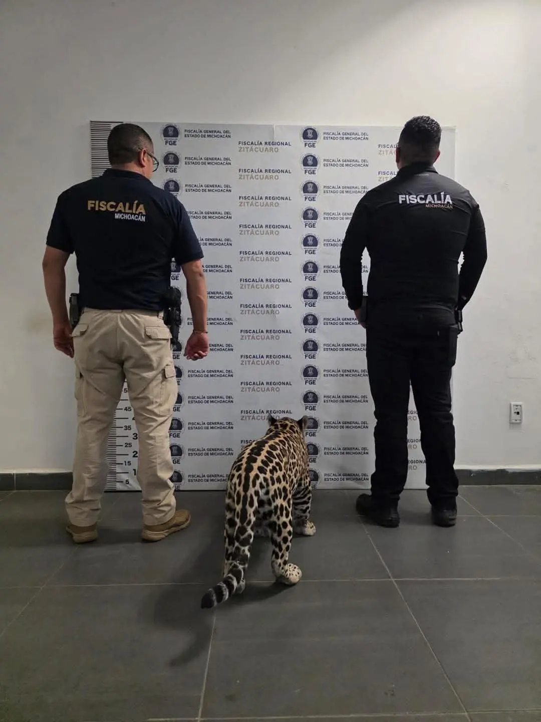 Suman 345 rescates de animales por parte de la FGE