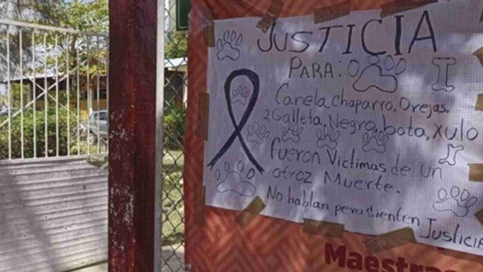 Suspenden a directora de secundaria que ordenó envenenar siete perros en Yucatán