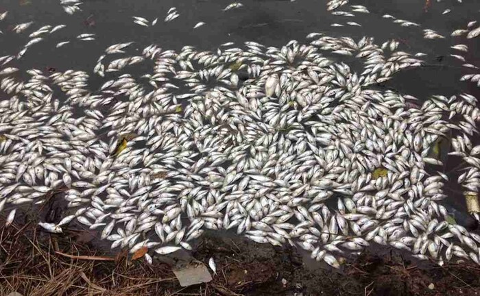 Tabasco registra miles de peces muertos por altas temperaturas