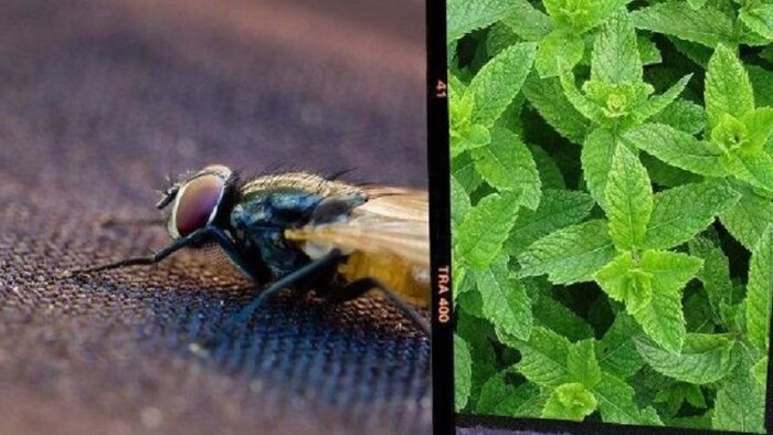 Temporada de moscas: con estos 5 olores naturales se alejarán de tu casa