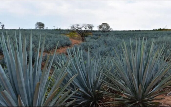 ¿Tequila en peligro? Detectan cultivos de agaves en California