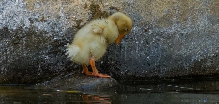 ¡¡Ternurita!! Conoce a los nuevos bebés de la Fuente de los Patos