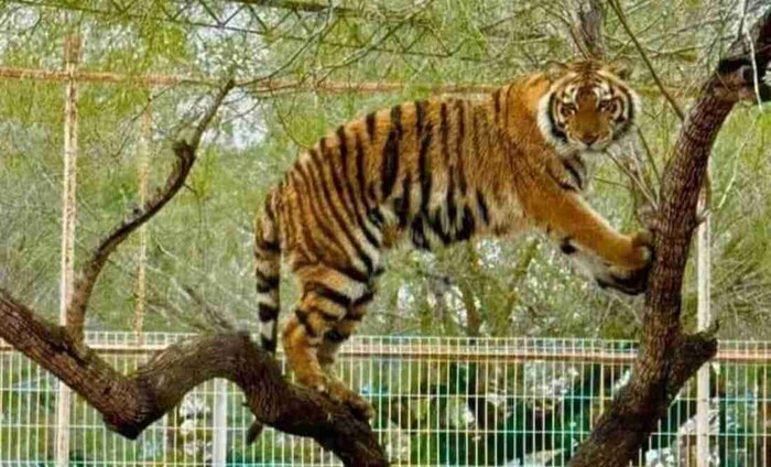 TIGRE SIBERIANO SE ESCAPA DE ZOOLÓGICO EN TAMAULIPAS