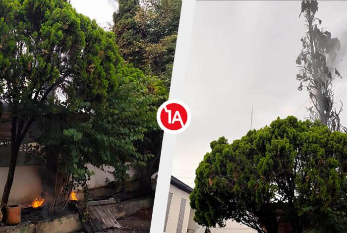 Tormenta eléctrica en Morelia deja un árbol chamuscado