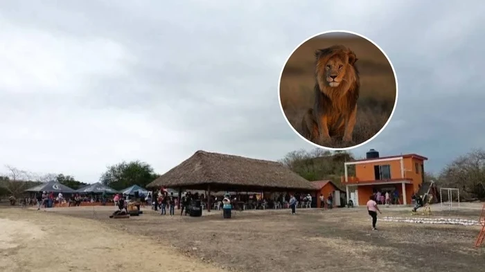 Trágica muerte de trabajador en el Parque Safari Altamira tras ataque de leona