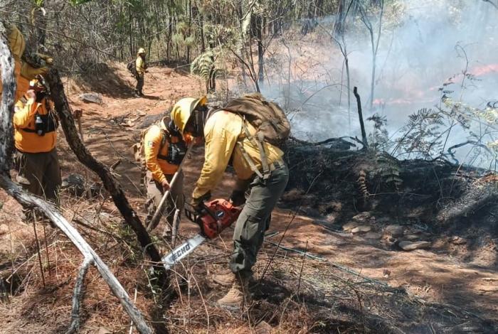 Tras 24 horas de combate, controlan incendio de Nuevo Urecho que afectó más de mil hectáreas