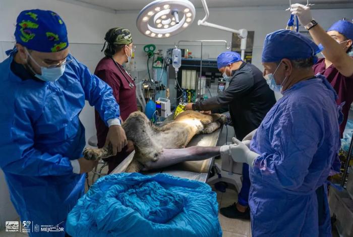 Tras complicaciones médicas, puma rescatado en Pátzcuaro muere en zoológico de Morelia