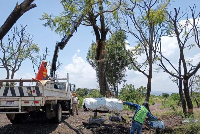 Tres Puentes tendrá Corredor Ecológico, árboles trasplantados y especies nativas