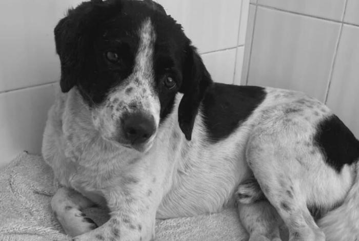 Triunfa Huesitos en los tribunales: justicia declara culpable a su agresora