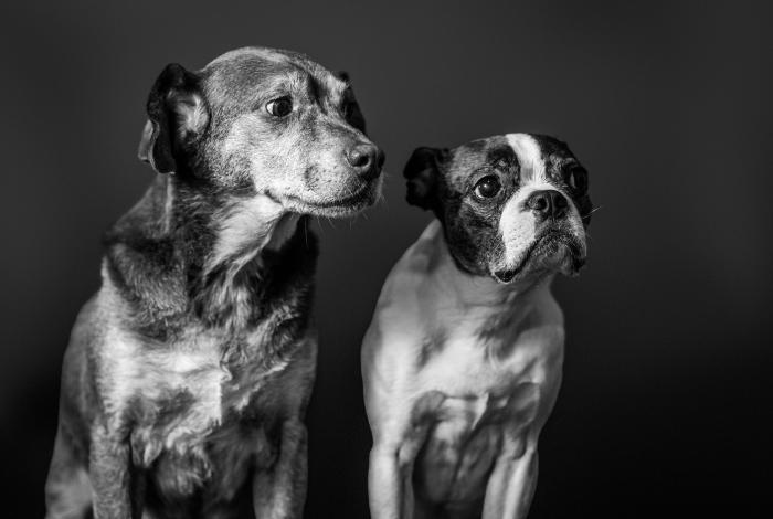 Un amigo para toda su vida, la importancia de adoptar un perro senior