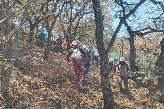 Unen esfuerzos para restaurar 50 hectáreas del área protegida cerro del Águila, en Michoacán