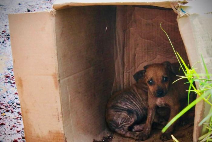 Va Michoacán por iniciativa de ley contra apología del maltrato contra los animales 