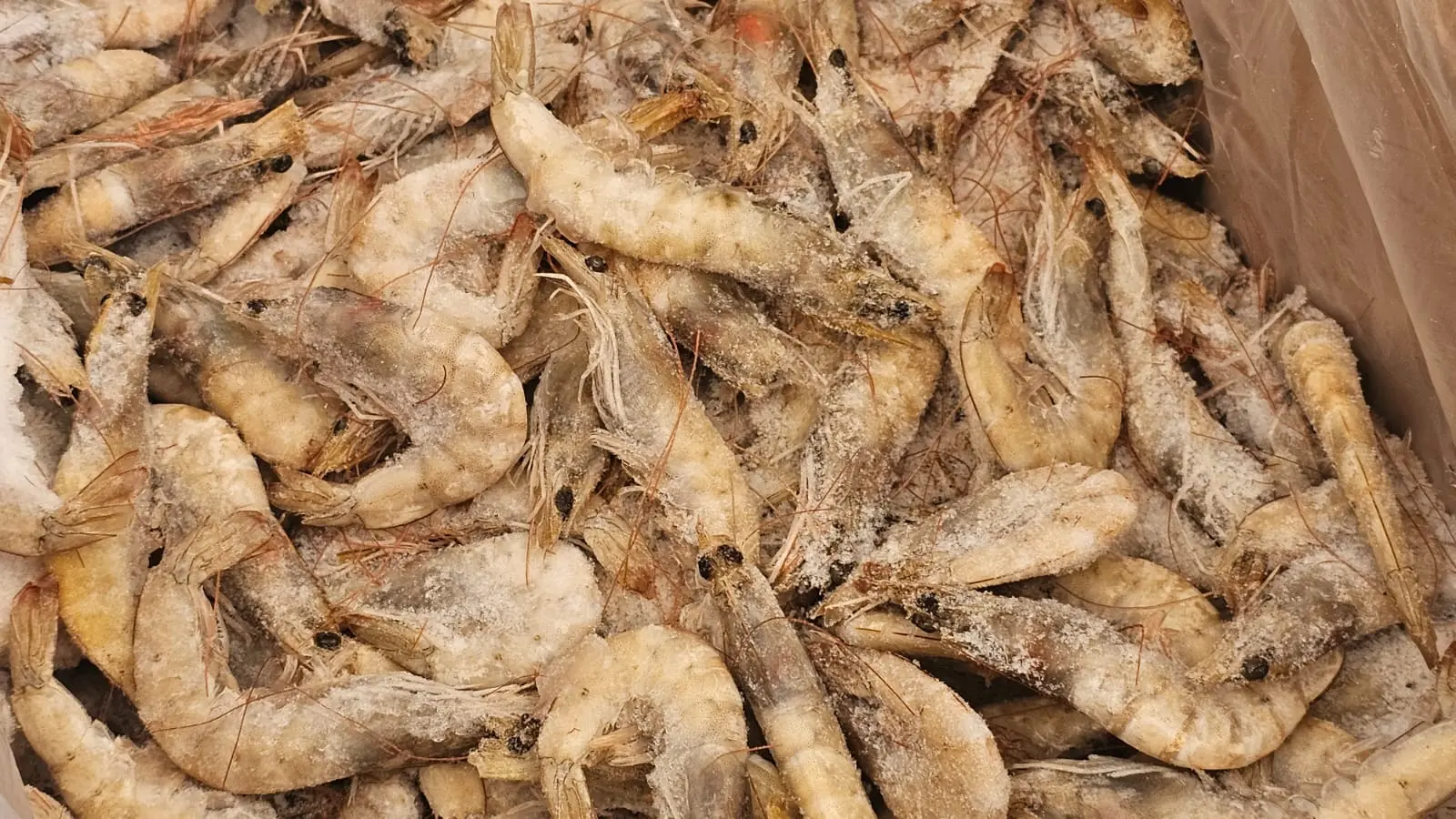 Varían precios del camarón; pulpo alcanza los 350 pesos el kilo