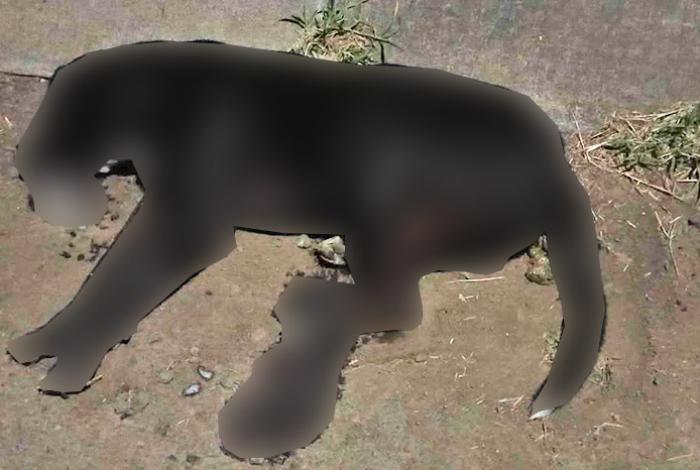 Vecinos de Las Espigas, en Tarímbaro, denuncian presunto envenenamiento masivo de perros