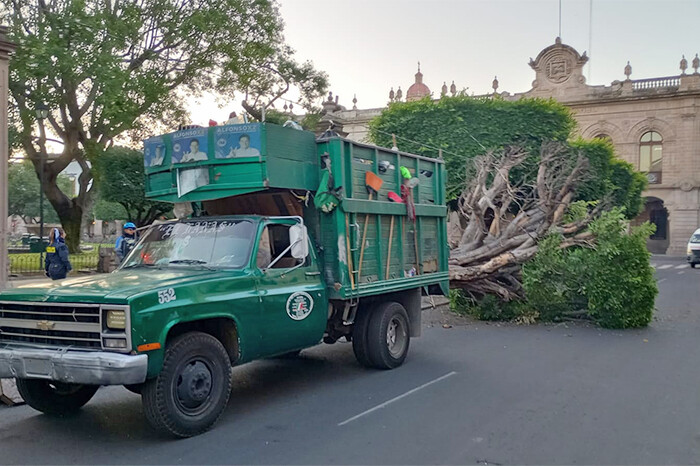 Vehículo recolector de basura daña pieza de cantera al chocar contra árbol en Plaza de Armas de Morelia