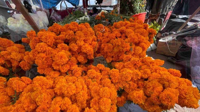 Vendedores de flor de cempasúchil señalan aumento del doble en el precio de los manojos