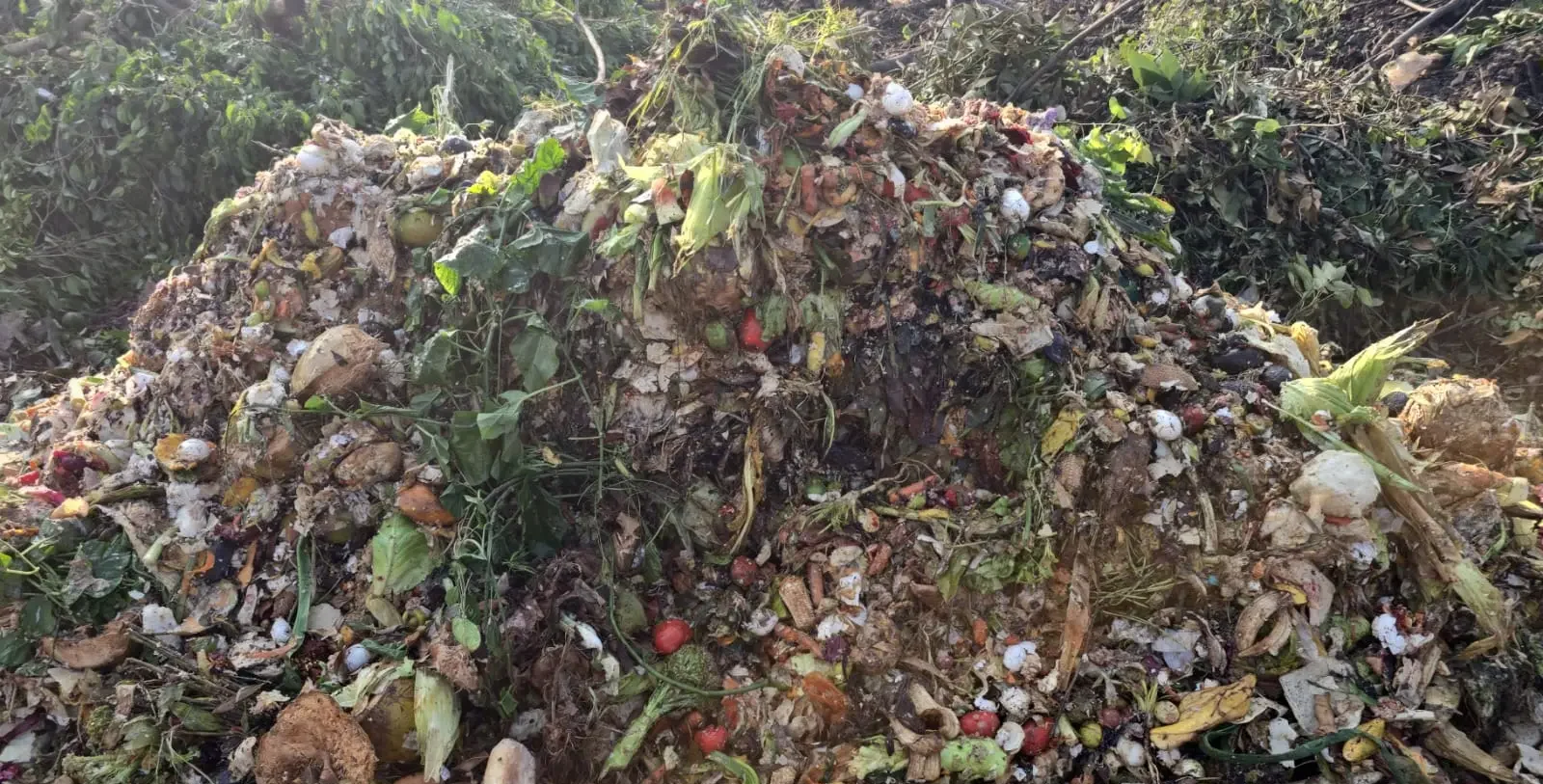 Vida Ecológica dona composta para restaurar bosques y suelos en Uruapan