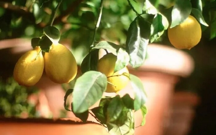 Video: 5 de los árboles frutales más fáciles de cultivar en macetas