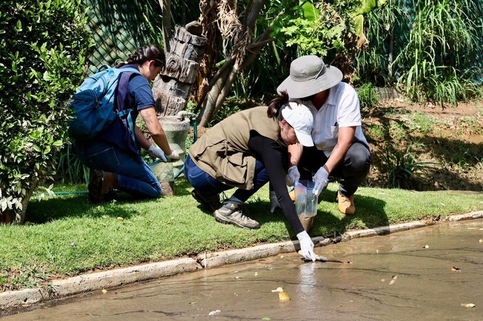 #Video | Agua y lodo vertidos por el OOAPAS en el Zoo de Morelia podrían tener hierro y azufre