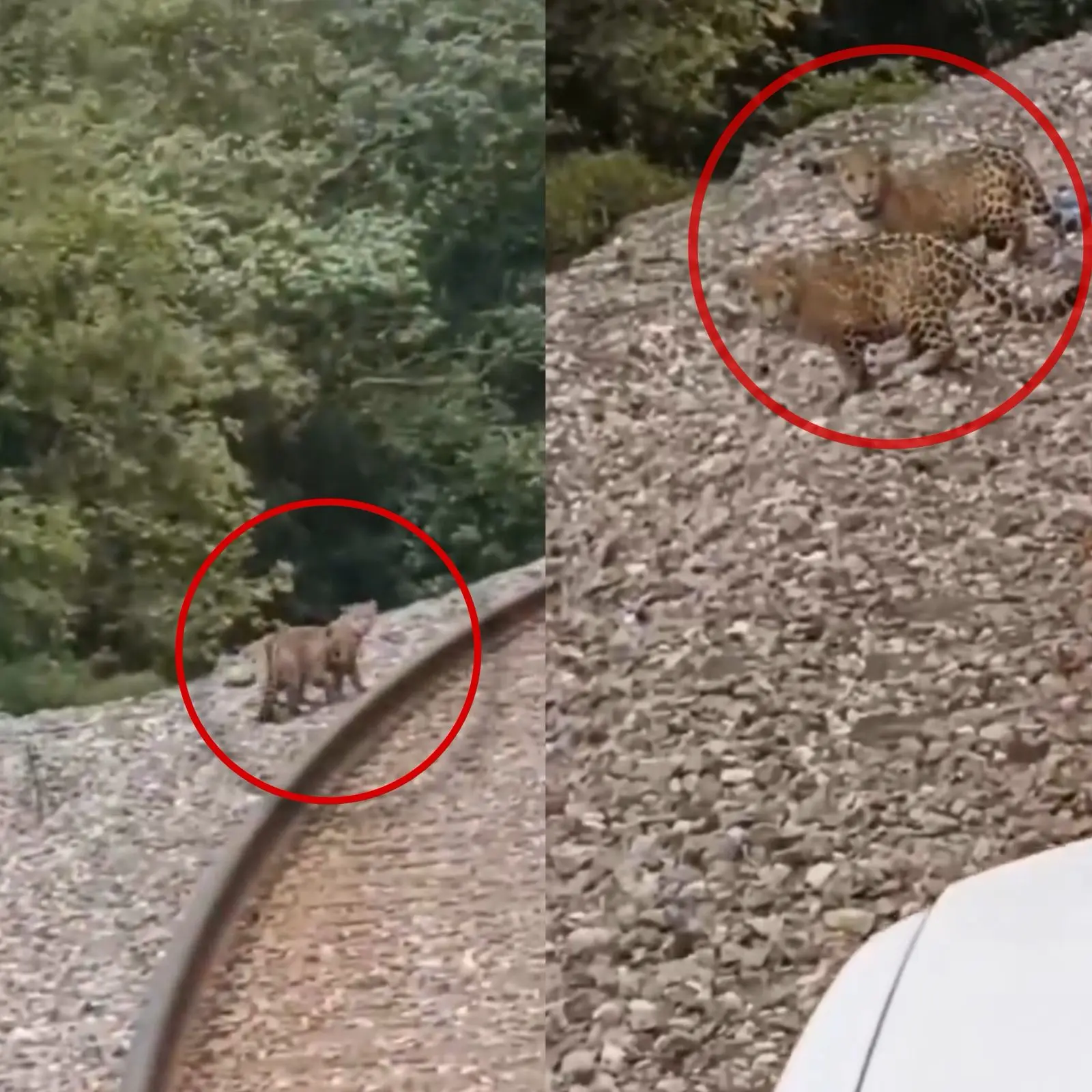 #VIDEO: Avistamiento de cachorros de jaguar sorprende a pobladores en San Luis Potosí