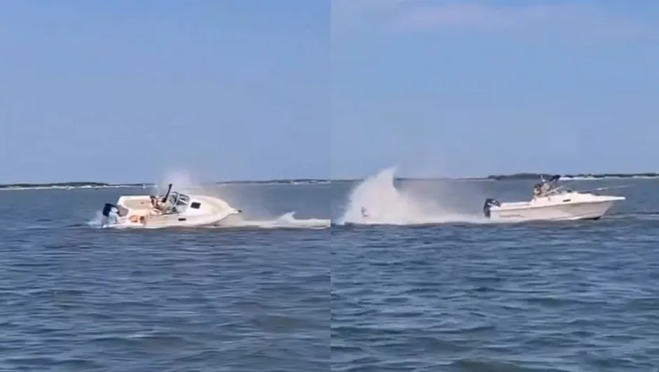 #Video: Ballena choca contra barco en Nueva Jersey y muere