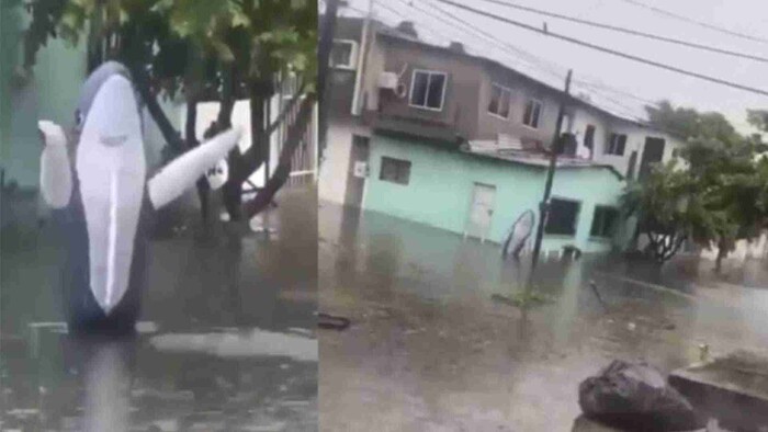 Video: Captan un “tiburón” en las calles inundadas de Veracruz